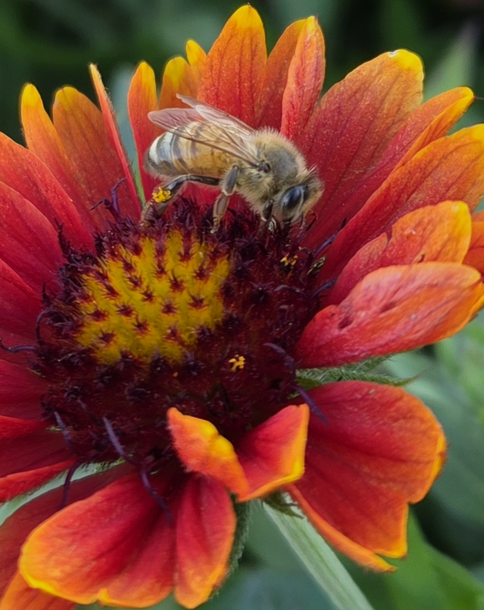 Honey bee visiting a flower