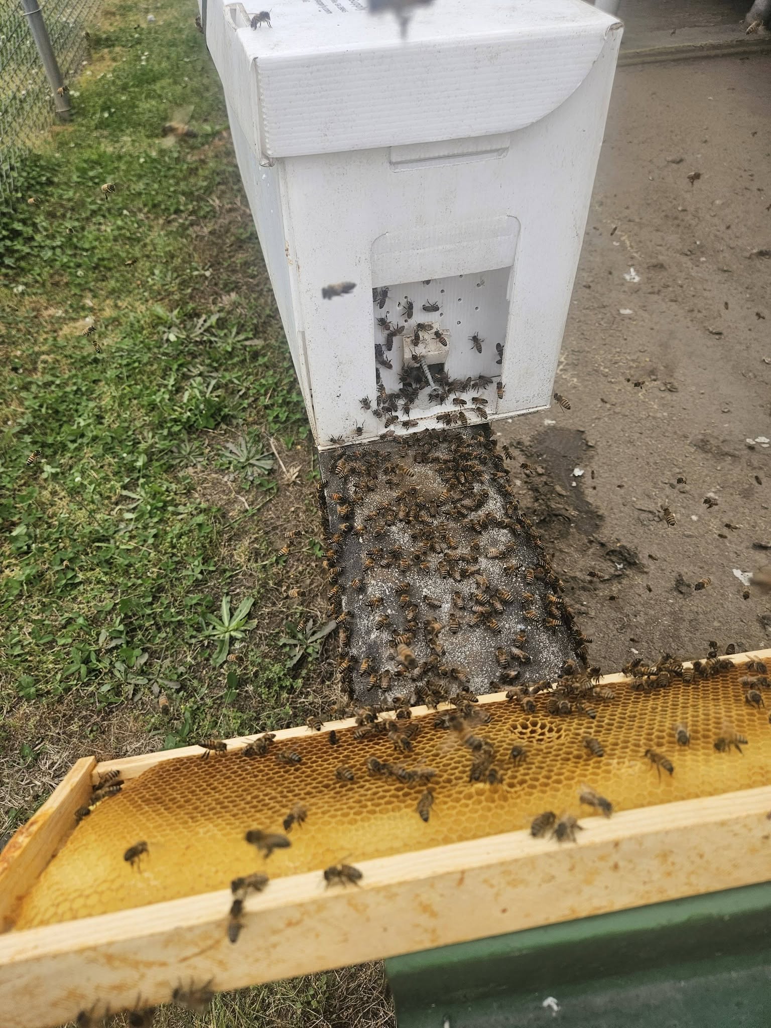 Bees gathered at the entrance to a hive